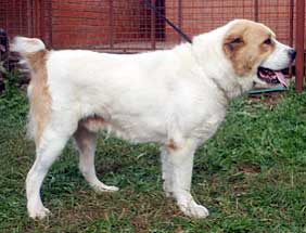 середньоазіатська вівчарка середньоазіатська вівчарка